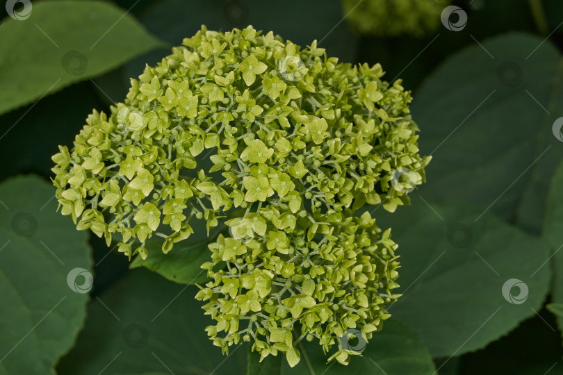 Скачать Распускаются соцветия гортензии (лат. Hydrangea). фотосток Ozero