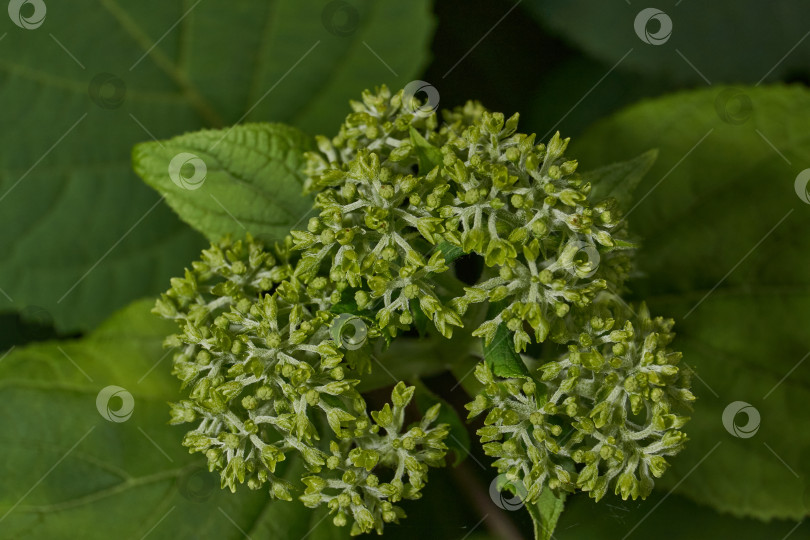 Скачать Распускаются соцветия гортензии (лат. Hydrangea). фотосток Ozero