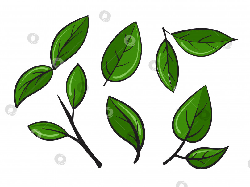 Скачать Набор зеленых листьев с веточками в мультяшном стиле. Векторная иллюстрация. фотосток Ozero