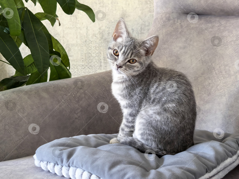 Скачать Милый серый котенок сидит на подушке с любопытным выражением лица фотосток Ozero