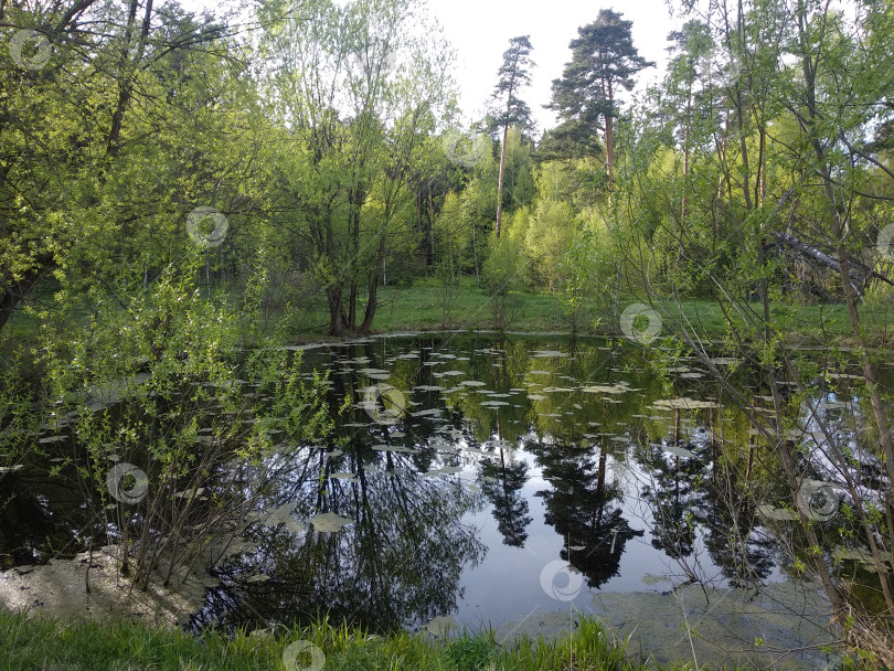 Скачать озеро в лесу фотосток Ozero