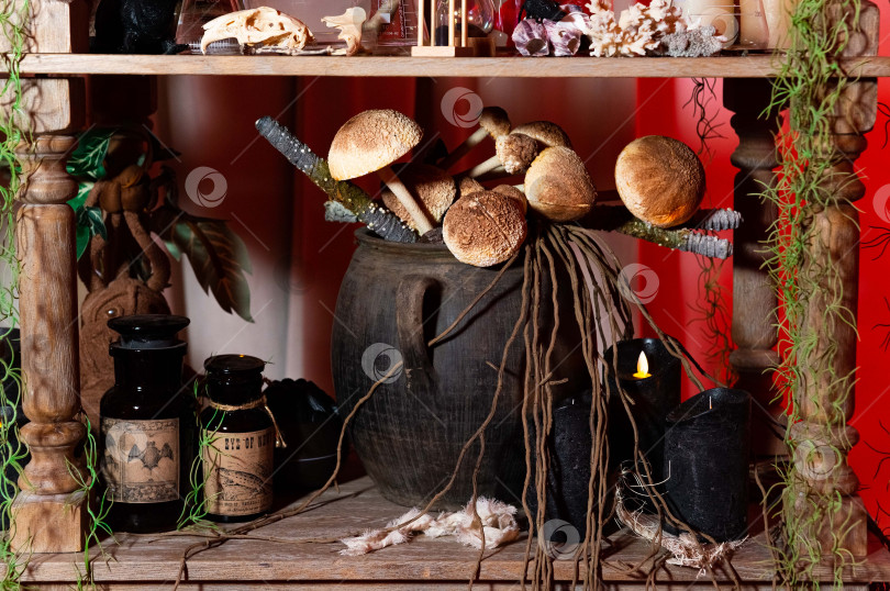 Скачать Колдовская полка с грибами и бутылочками с зельями. фотосток Ozero