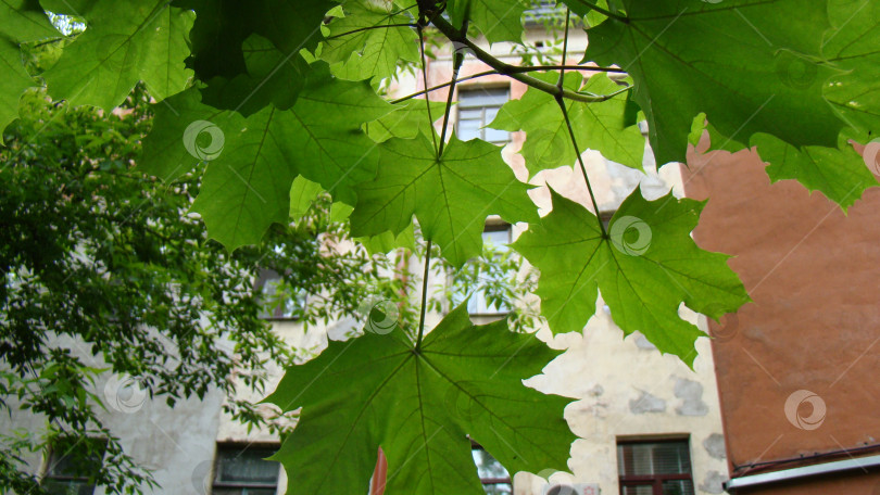 Скачать Ветки клена фотосток Ozero