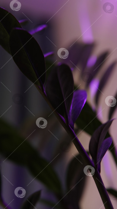 Скачать Комнатный цветок фотосток Ozero