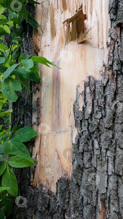 Скачать Дерево с поврежденной корой фотосток Ozero