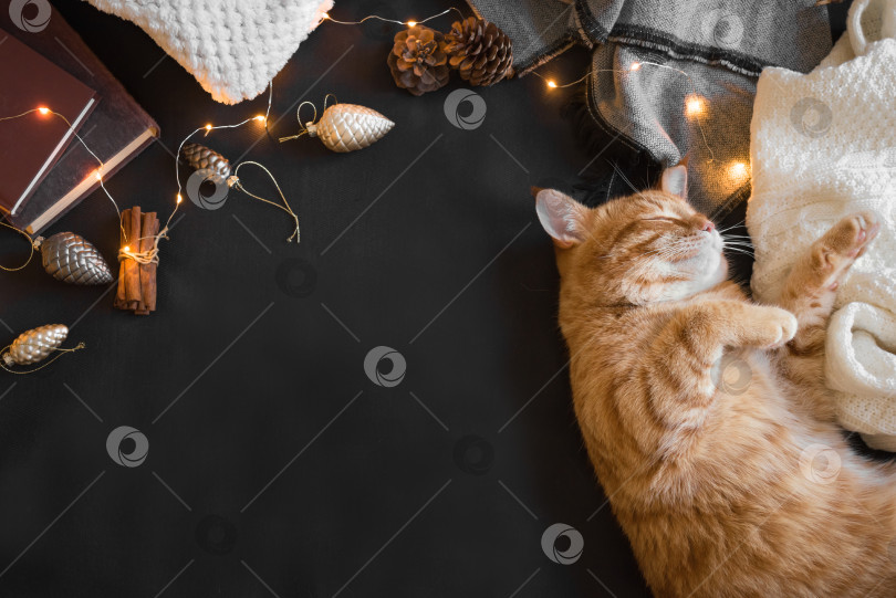 Скачать Рождественский рыжий кот фотосток Ozero
