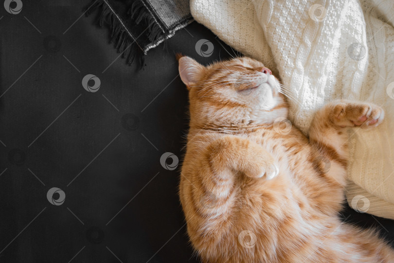 Скачать Рыжий кот спит фотосток Ozero