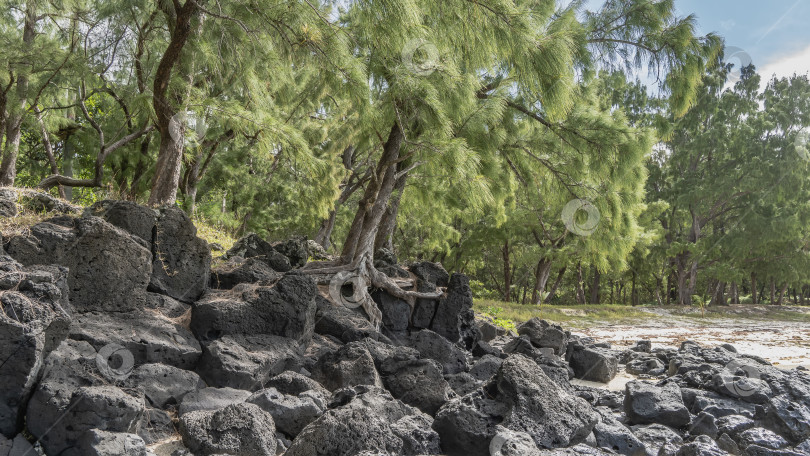 Скачать Деревья Casuarina cunninghamiana растут на побережье тропического острова. фотосток Ozero