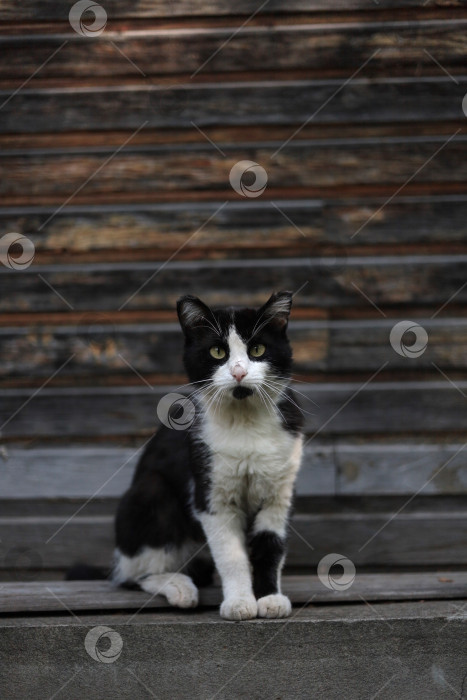 Скачать Кошка фотосток Ozero