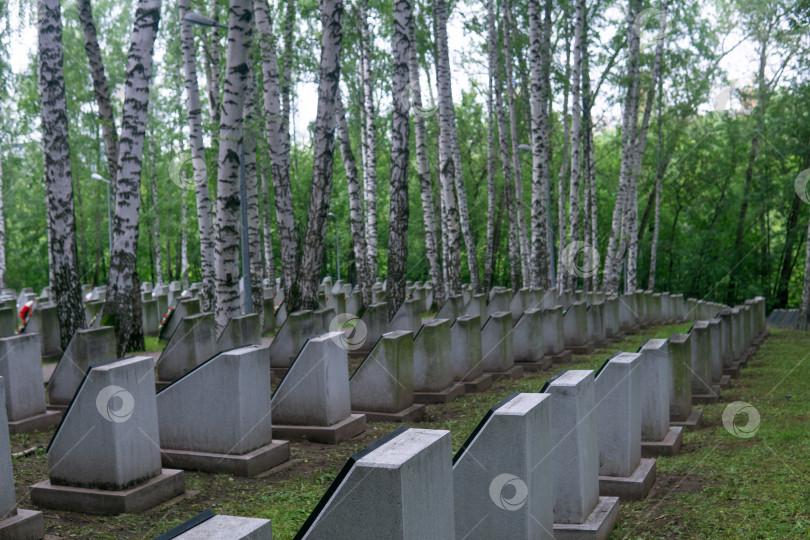 Скачать старое мемориальное солдатское кладбище с надгробиями среди берез фотосток Ozero