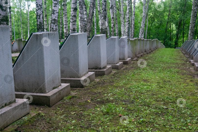 Скачать Надгробные плиты на военном кладбище среди берез фотосток Ozero