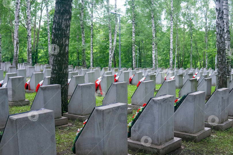 Скачать Надгробные плиты на кладбище в березовой роще. фотосток Ozero