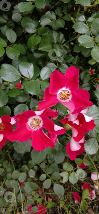 Скачать Кусты розовых роз фотосток Ozero