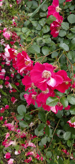 Скачать Кусты розовых роз фотосток Ozero