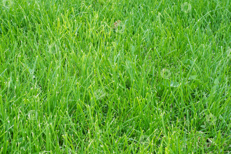 Скачать Скошенная газонная трава фотосток Ozero