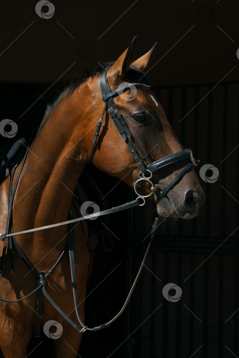 Скачать Портрет гнедой лошади в амуниции на черном фоне фотосток Ozero