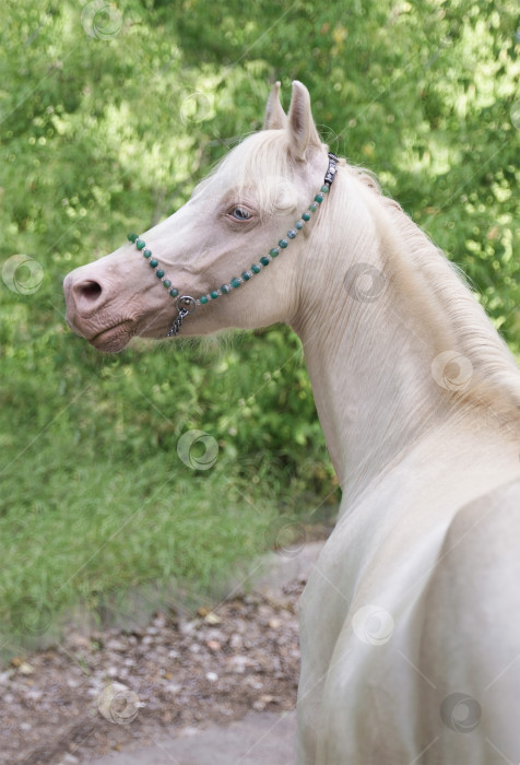 Скачать Портрет валлийской кобылы-пони Кремелло фотосток Ozero