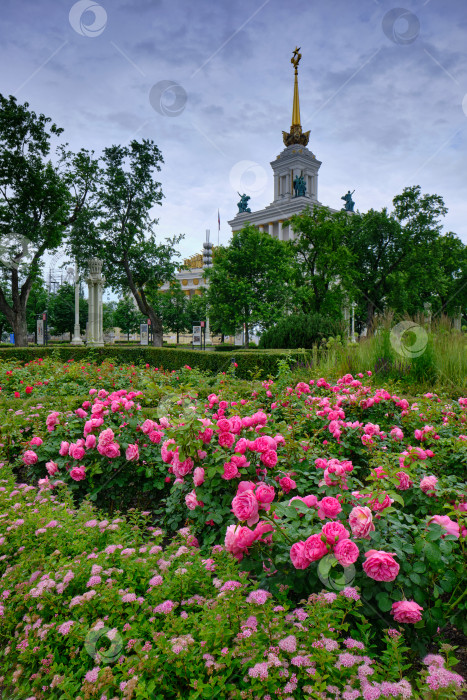 Скачать Москва. Розы и павильон "Центральный" на ВДНХ. фотосток Ozero
