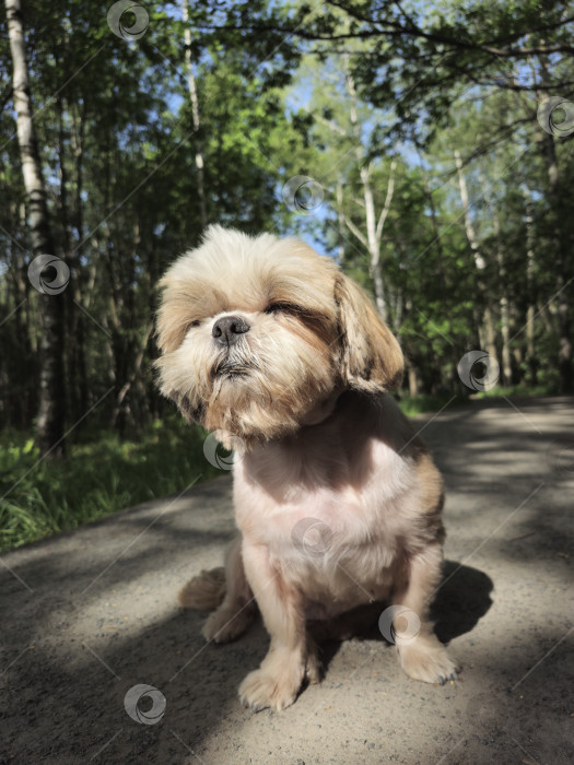 Скачать собака ши тцу сидит на лесной дороге фотосток Ozero