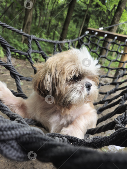Скачать собака ши тцу лежит в гамаке фотосток Ozero