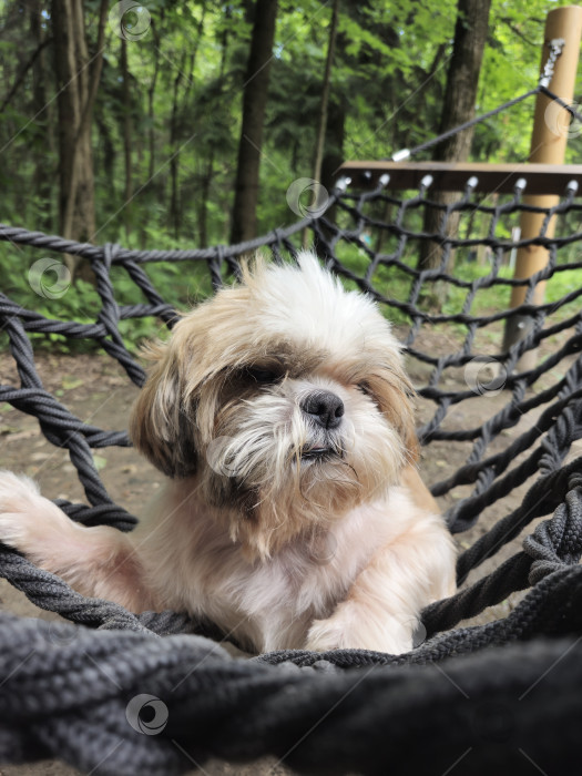 Скачать собака ши тцу сидит фотосток Ozero