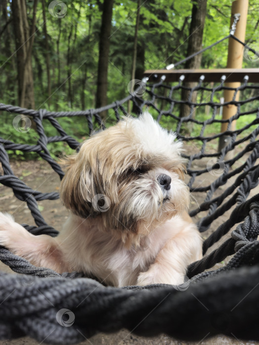 Скачать собака ши-тцу лежит в гамаке фотосток Ozero