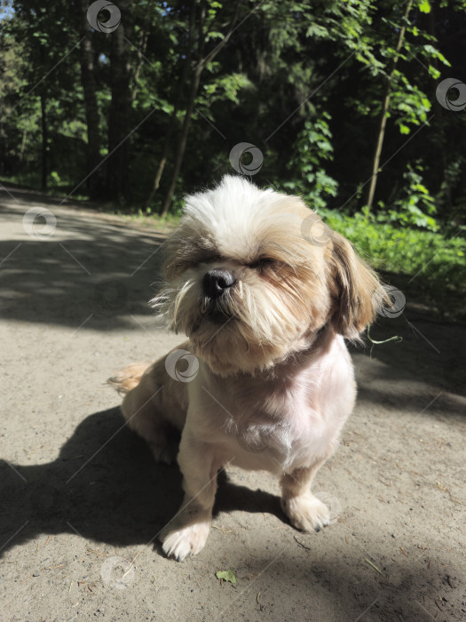 Скачать собака ши-тцу сидит на лесной дороге фотосток Ozero