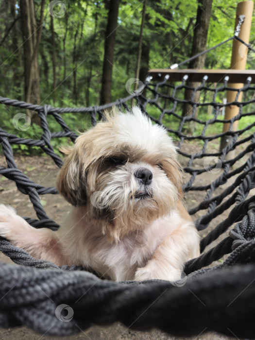 Скачать собака ши тцу лежит в гамаке фотосток Ozero