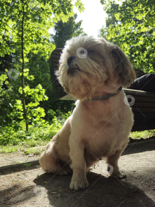 Скачать собака ши тцу сидит фотосток Ozero