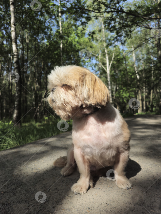 Скачать собака ши тцу сидит на лесной дороге фотосток Ozero