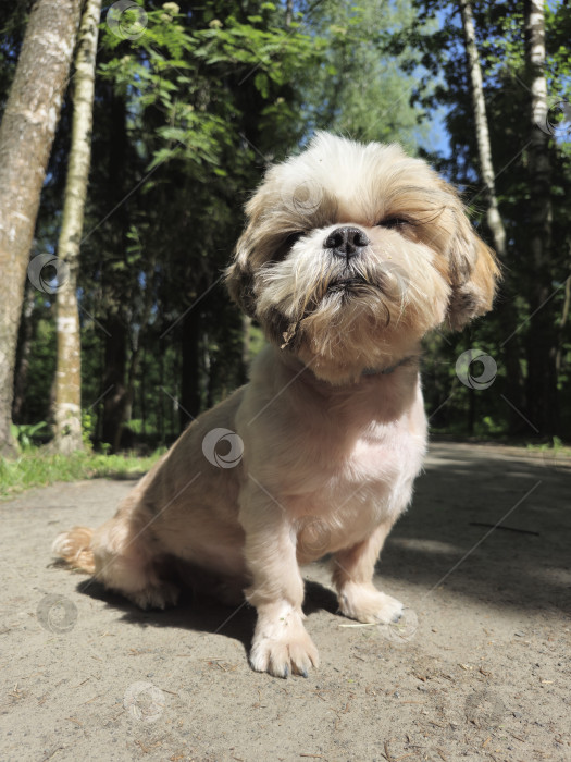 Скачать собака ши тцу сидит на лесной дороге фотосток Ozero