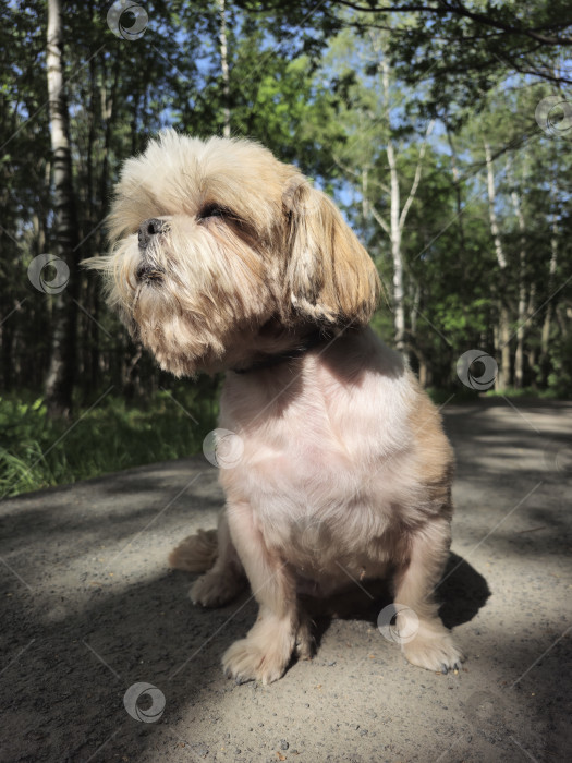 Скачать собака ши-тцу сидит на лесной дороге фотосток Ozero