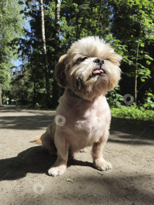 Скачать собака ши тцу сидит на лесной дороге фотосток Ozero