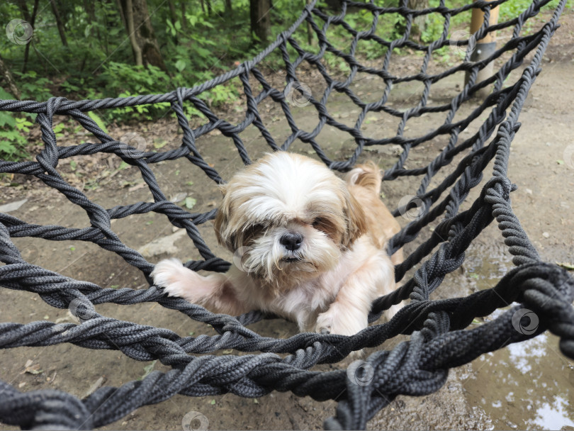 Скачать собака ши тцу лежит в гамаке фотосток Ozero