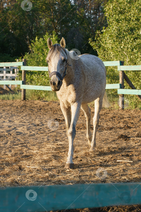 Скачать Арабская лошадь серого цвета, покрытая блохами, гуляет в загоне фотосток Ozero