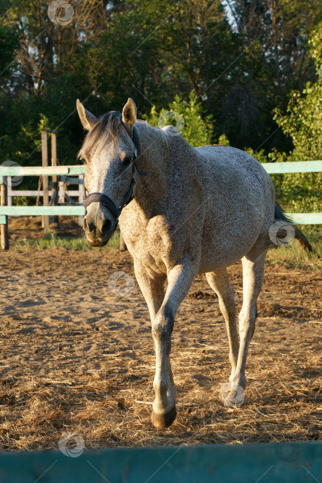 Скачать Арабская лошадь серого цвета, покрытая блохами, гуляет в загоне фотосток Ozero