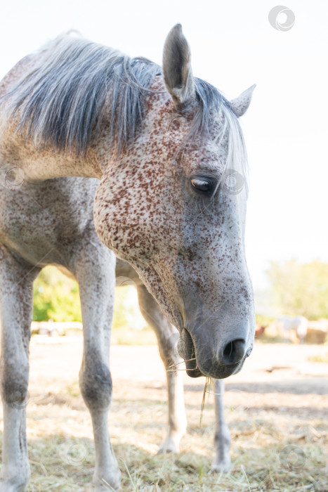 Скачать Портрет искусанной блохами серой лошади арабской породы фотосток Ozero