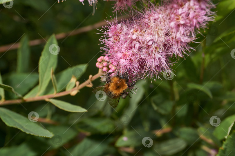 Скачать Спирея иволистная (лат. Spiraea salicifolia). фотосток Ozero