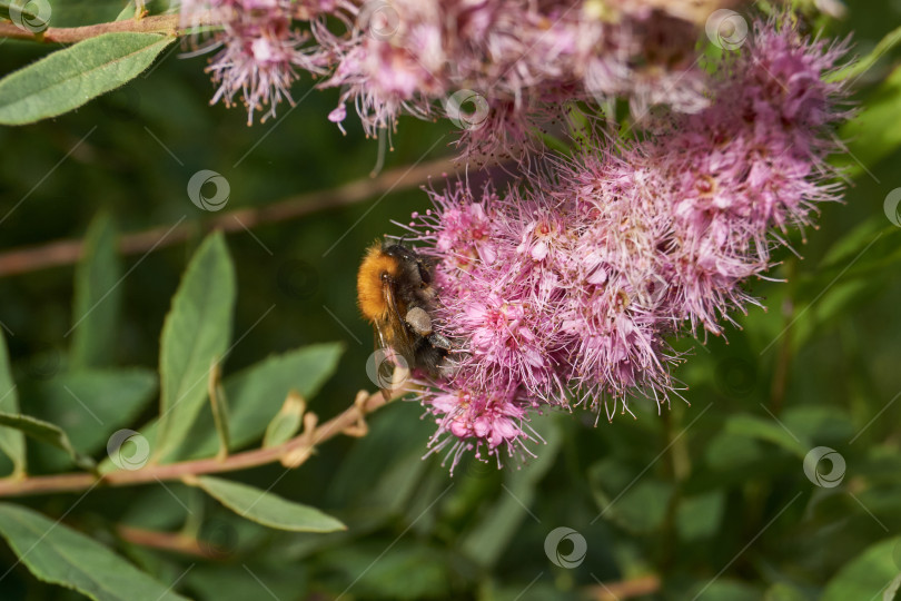 Скачать Спирея иволистная (лат. Spiraea salicifolia). фотосток Ozero