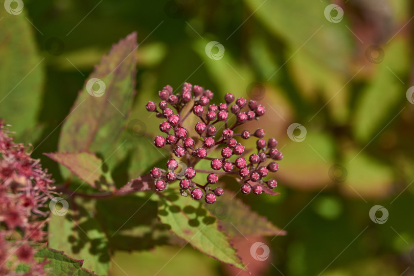 Скачать Спирея японская (лат. Spiraea japonica) - вид листопадных декоративных кустарников. фотосток Ozero