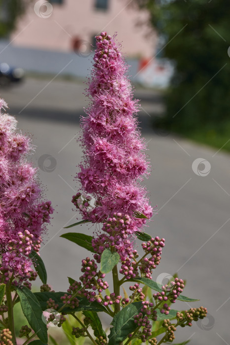 Скачать Спирея иволистная (лат. Spiraea salicifolia). фотосток Ozero