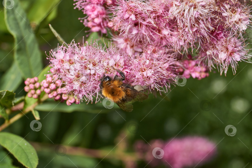 Скачать Спирея иволистная (лат. Spiraea salicifolia). фотосток Ozero