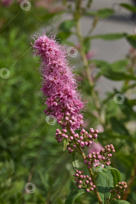 Скачать Спирея иволистная (лат. Spiraea salicifolia). фотосток Ozero