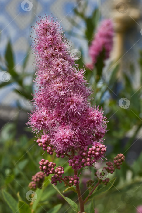Скачать Спирея иволистная (лат. Spiraea salicifolia). фотосток Ozero