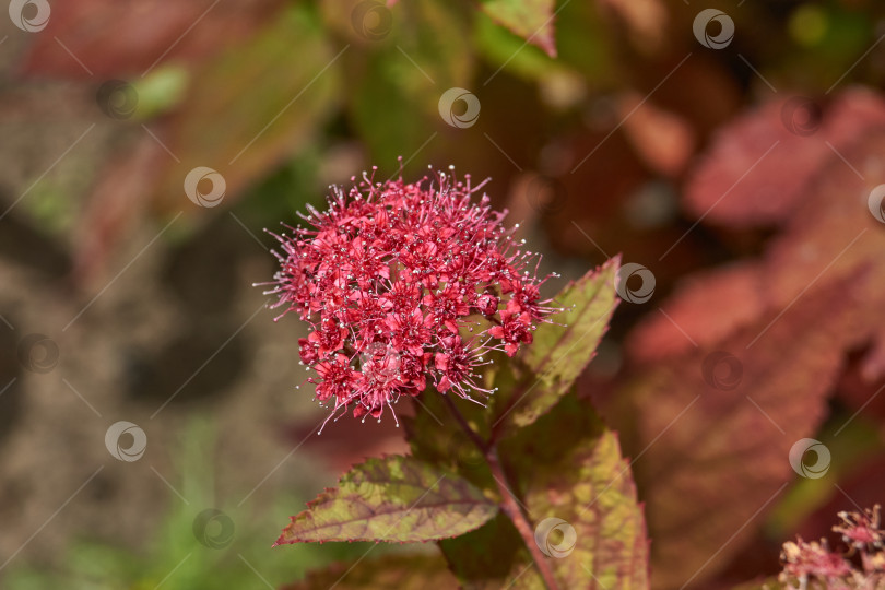 Скачать Спирея японская (лат. Spiraea japonica) - вид листопадных декоративных кустарников. фотосток Ozero
