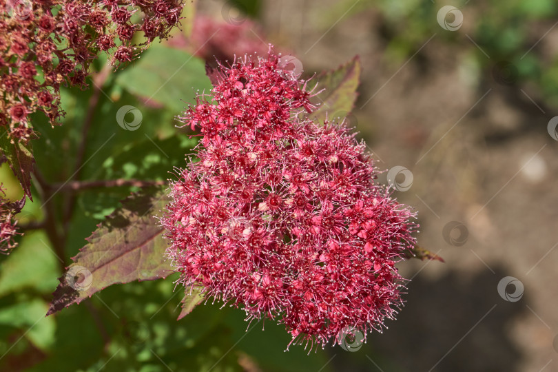 Скачать Спирея японская (лат. Spiraea japonica) - вид листопадных декоративных кустарников. фотосток Ozero