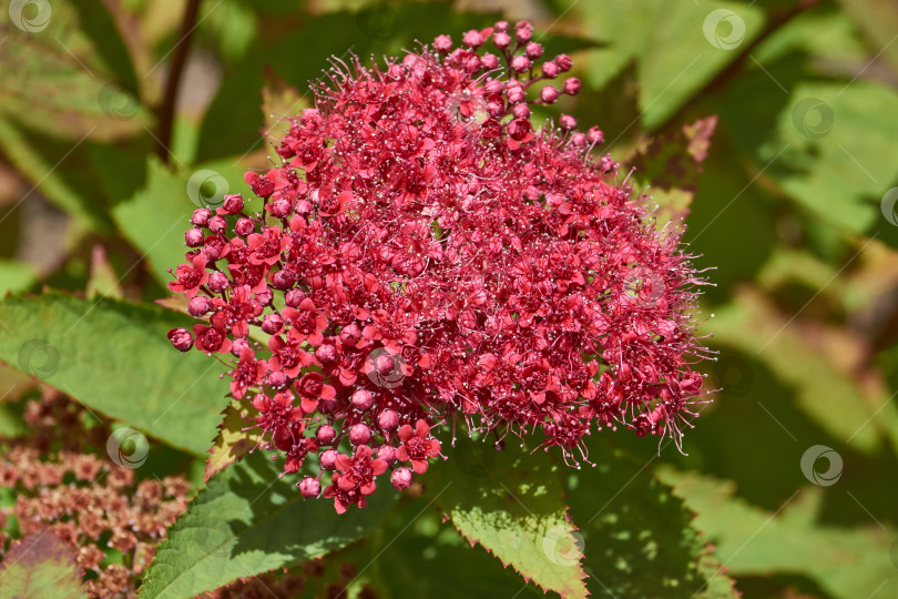 Скачать Спирея японская (лат. Spiraea japonica) - вид листопадных декоративных кустарников. фотосток Ozero