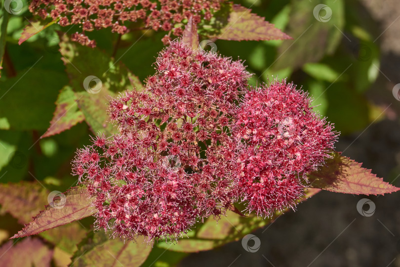 Скачать Спирея японская (лат. Spiraea japonica) - вид листопадных декоративных кустарников. фотосток Ozero