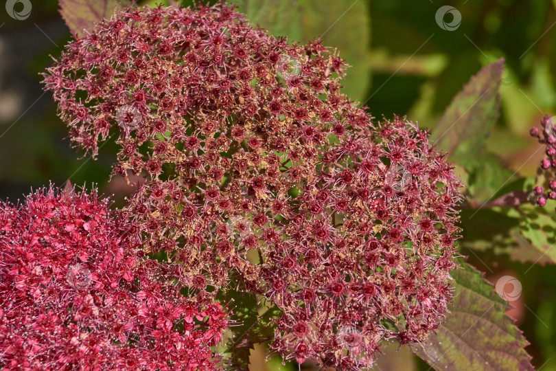 Скачать Спирея японская (лат. Spiraea japonica) - вид листопадных декоративных кустарников. фотосток Ozero