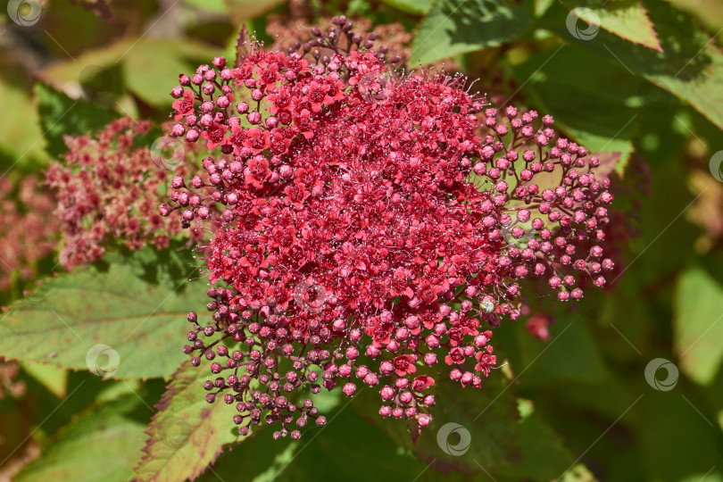 Скачать Спирея японская (лат. Spiraea japonica) - вид листопадных декоративных кустарников. фотосток Ozero